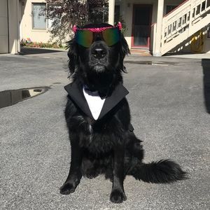 Meet your Posher, George